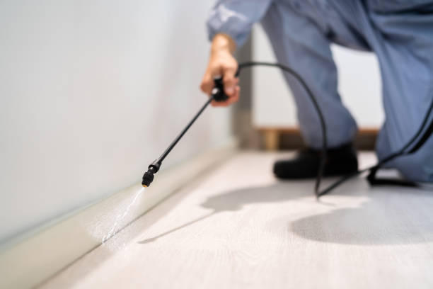 Licensed Rodent Control service in Shortsville, NY - Nex Pest Control
