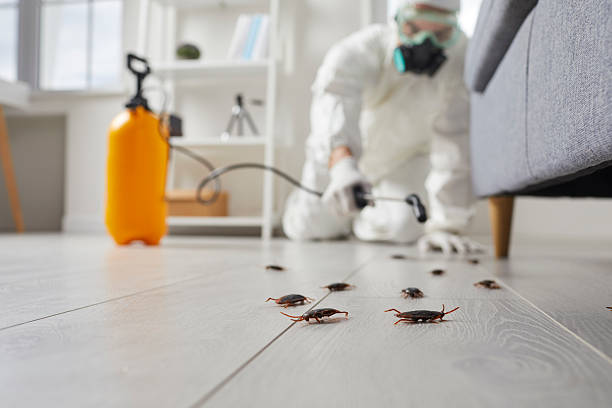 Trusted Rodent Control service in Shortsville, NY - Nex Pest Control